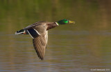 Mallard16c8108.jpg