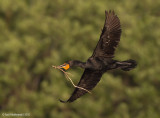 Double-crestedCormorant16c4538.jpg