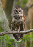 BarredOwl03c3526.jpg