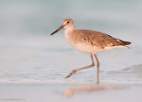 Willet16c6638.jpg