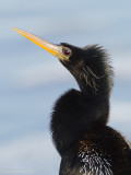 Anhinga07c2337.jpg