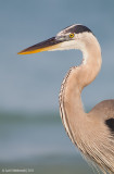 GreatBlueHeron67c9691.jpg