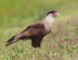 CrestedCaracara03c2224.jpg