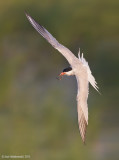 CommonTern74c2628.jpg