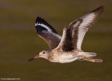 Willet18c3436.jpg