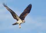 Osprey63c3179.jpg