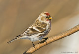 CommonRedpoll24c7183.jpg