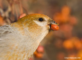 PineGrosbeak28c9005.jpg