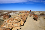 Petrified forest 2012