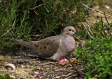 Mourning Dove