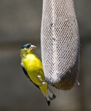 American GoldFinch