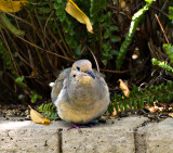 Mourning Dove