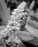 Honey bee on the mint flower