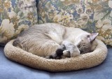 A good example of round!