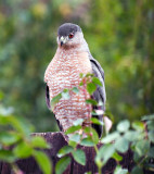 Coopers Hawk