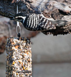 Nutalls Woodpecker (female)