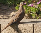 Mournin Dove_4586.jpg