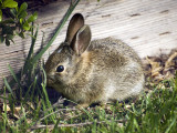 A very tiny baby cottontail