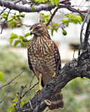 Coopers or Redtail hawk?