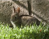Baby cottontail
