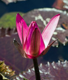 Waterlily bloom 