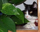 Hot cat hiding in cool plant