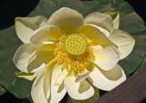 Yellow waterlily