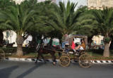 Horses and carriages _Valletta