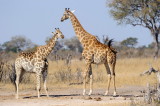 Hwange National Park