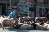 Lambs to the slaughter, Alexandria