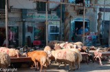 Flock of sheep, Alexandria
