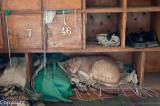 Cat asleep in a shoe rack at the  Ibn Tulun Mosque