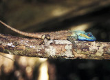 Chameleon in Cat Tien National Park