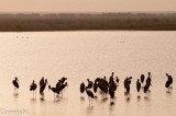 Waterfowl, Rann of Kutch