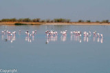 Flamingoes, Little Rann of Kutch