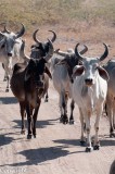 Cattle, Little Rann of Kutch