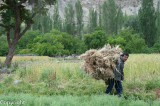 Lugging home the wheat harvest at Turtuk