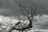 Trunk of a snow gum burnt in the 2003 fires