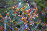 New growth on eucalypts