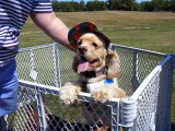 The king of hats