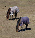 Orion Farms 20110328_14 Horses at Pastur.JPG