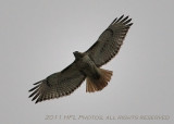 Hawk 20110406_10 Cloudy Afternoo.JPG