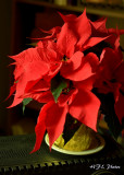 Sunday, Dec 4 (Day -7) - Christmas Poinsettas.JPG