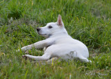 D7000 Belle 20120506_485 Does Frisbee_0.JPG