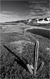 Cactus e Duna - BW