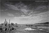 Cactus e Duna - BW