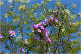 Natureza
