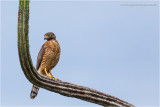 Carijo-6.JPG