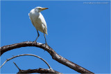 Garça_0790.JPG