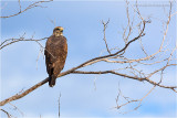 Gaviao-Rei_3649.JPG